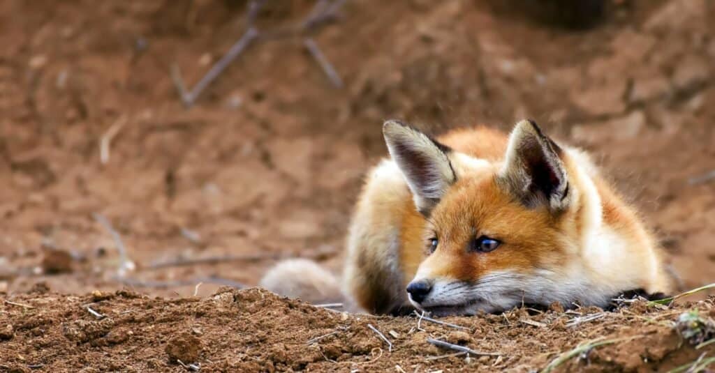 What's a baby fox called - kit