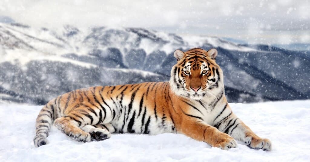 a orange and black striped tiger tiger, center frame, relaxing  in snow. The tiger, whose head is to the right of the frame is strange at the camera. 