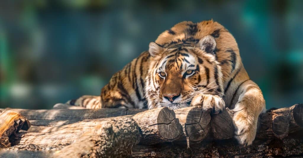 tiger laying down on top of wood logs