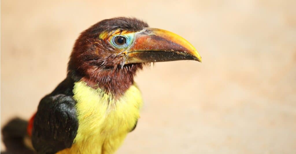 baby toucan portrait