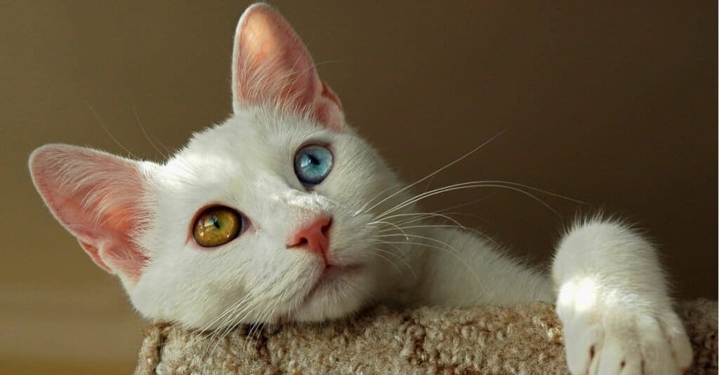 Dazzling Italian Cat Names - turkish van with one blue, one yellow eye