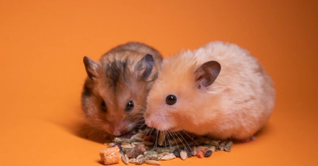 baby hamster siblings