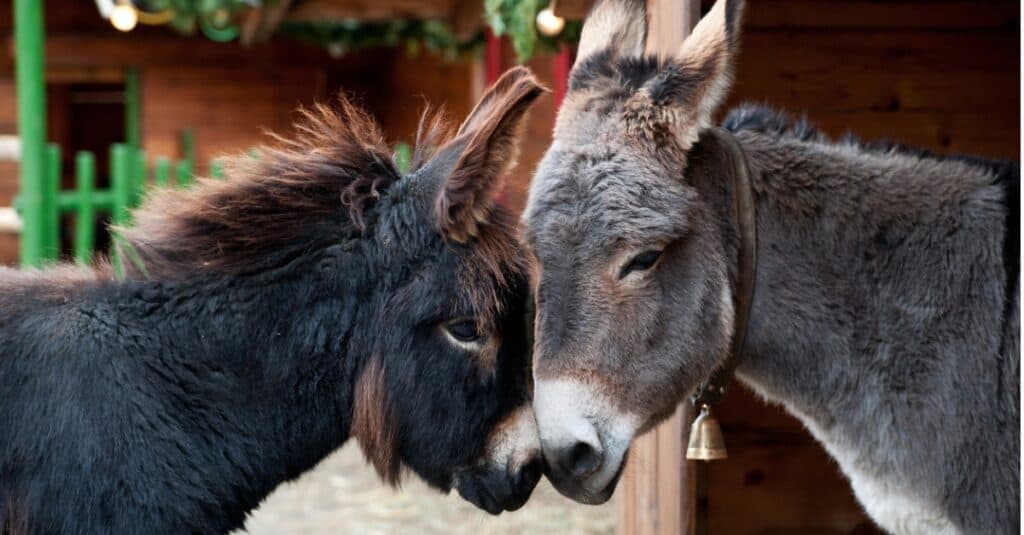 baby donkey and mother