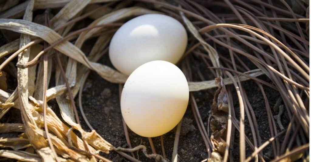 baby robin eggs