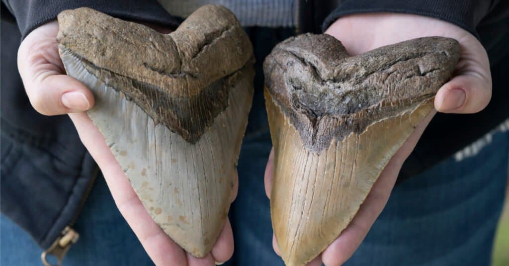 Dents de Megalodon - Dents de requin Megalodon