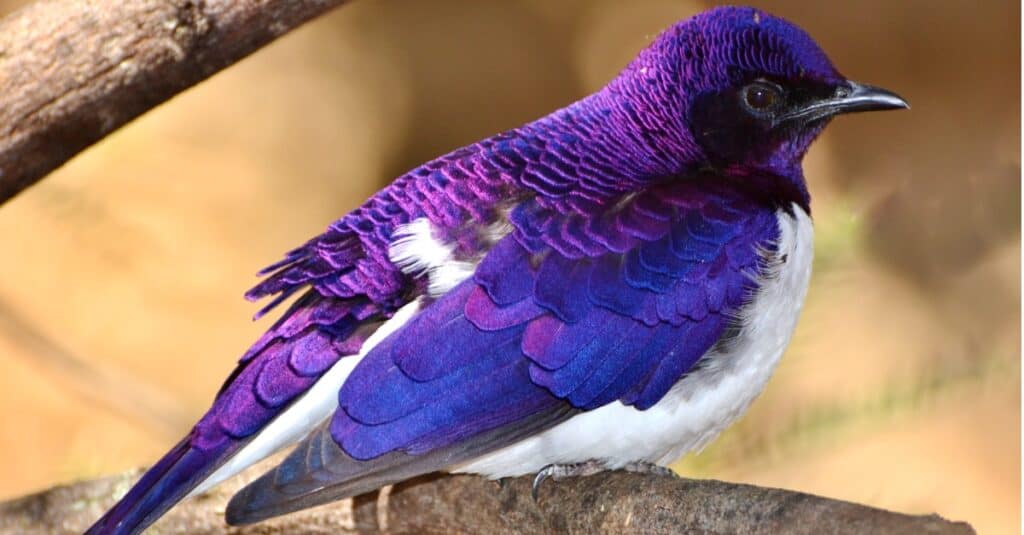 violet-backed starling perched on branch