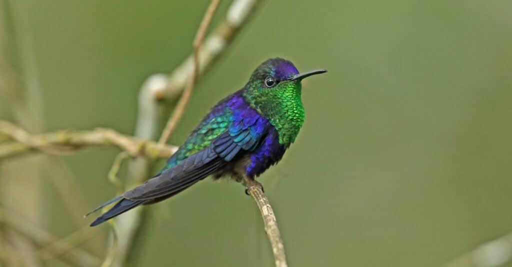 violet crowned woodnymph perched on thin branch