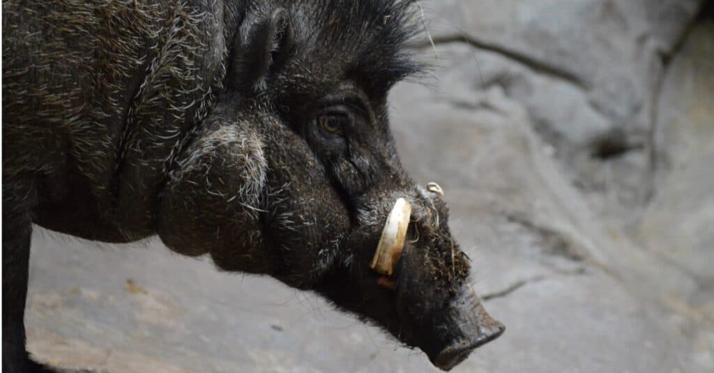 Largest Boar - Tusks 