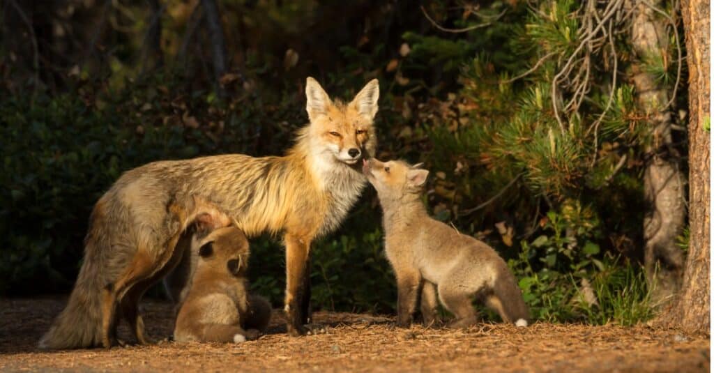 Baby fox - mom and fox