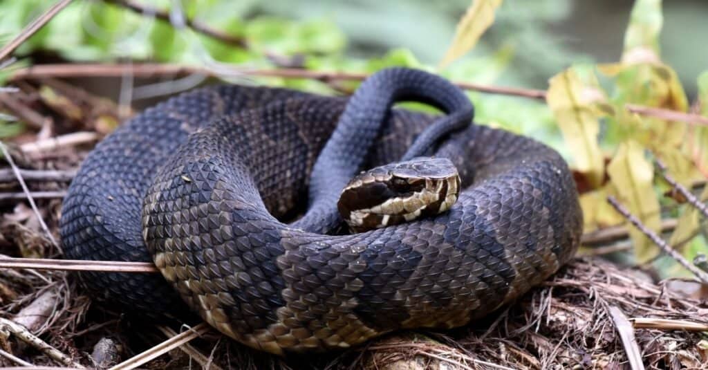 Are Water Moccasins Poisonous Or Dangerous A Z Animals