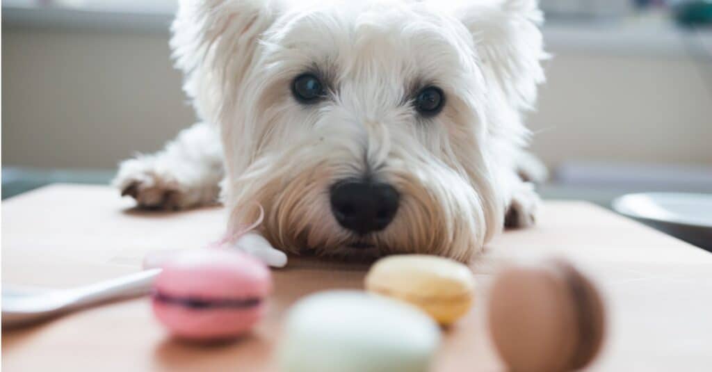 Close up of a West Highland white terrier