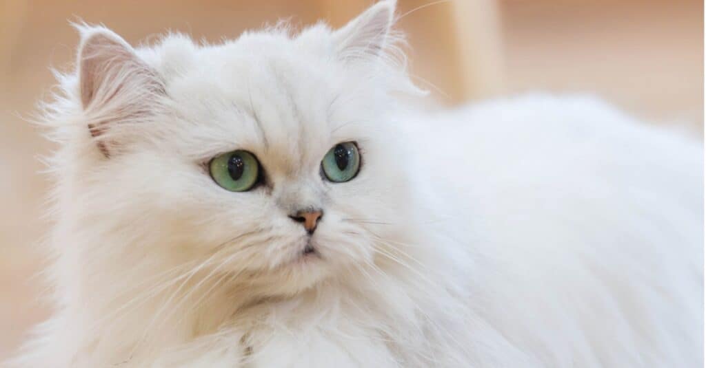 White Persian Cat