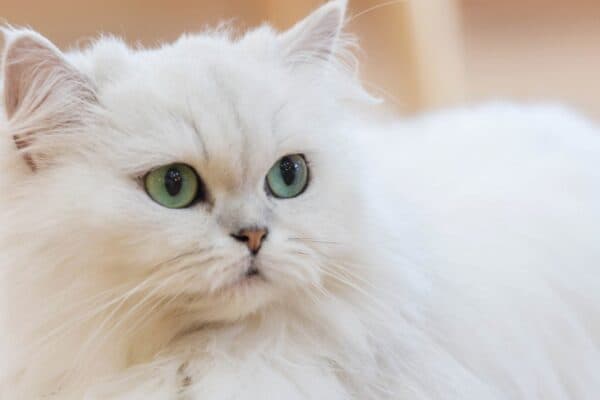 The female lead in The Aristocats Is likely a Persian like this beautiful feline.