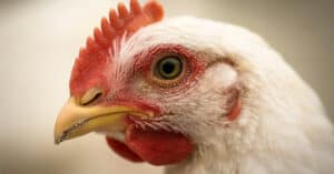 Chicken Teeth: Do Chickens Have Teeth? Picture