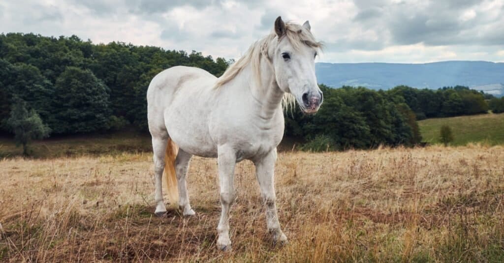 White Horse