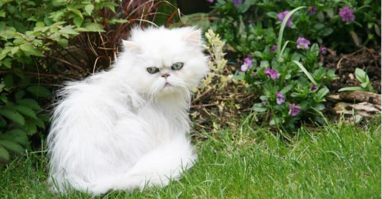 white persian cat sitting in grass with pouty face