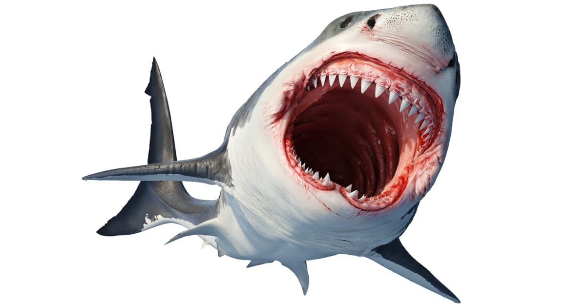 Great White Shark Teeth: Everything You Need to Know - AZ Animals