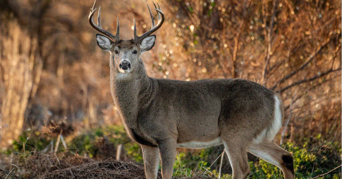 white-tailed deer buck looking at camera
