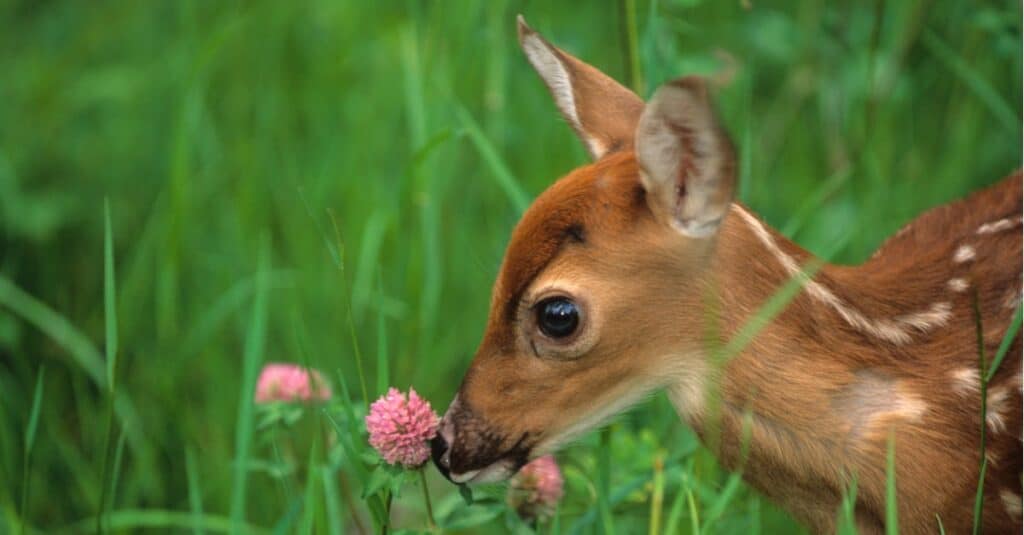 5. "From Grass to Leaves: Unraveling the Food Selection of Fawns"