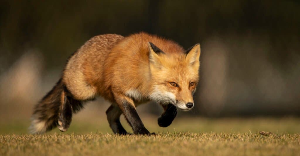 wild fox stalking prey