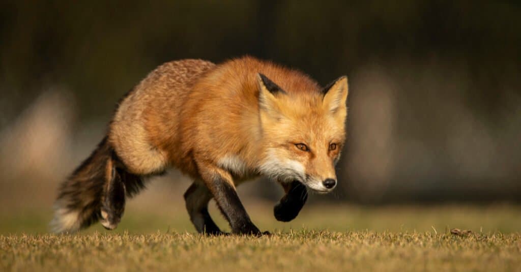 what can puppies catch from foxes