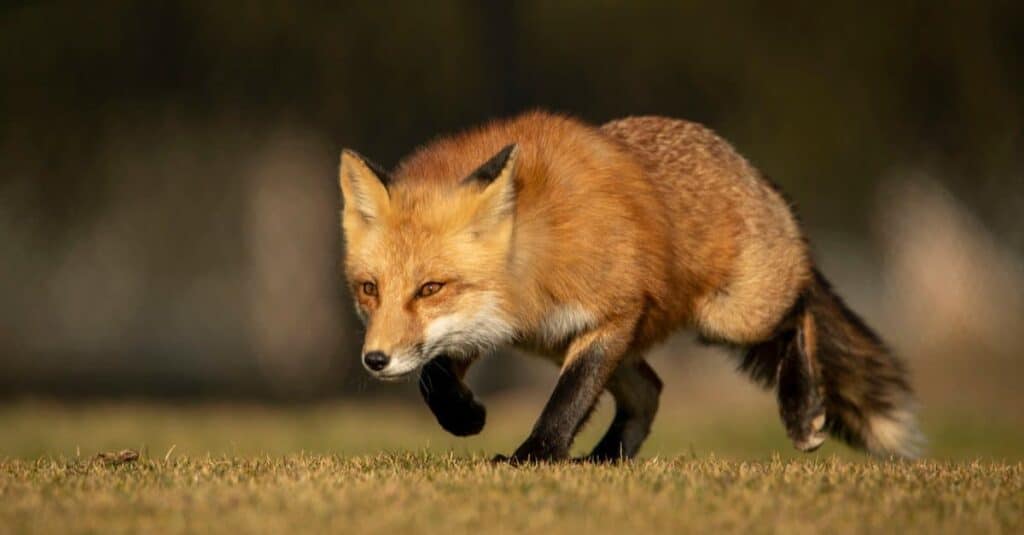 red ring tailed fox