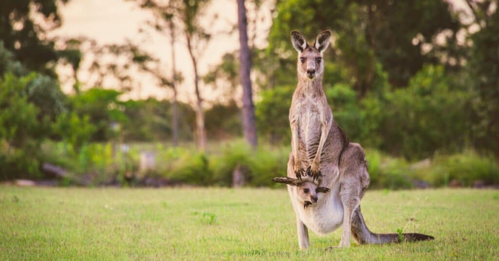 Kangaroos are marsupials that deliver live underdeveloped young that they carry in a pouch until they finish developing.
