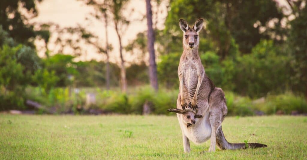 Yes, Kangaroos Can Swim! 8 Facts About These Surprisingly Strong Swimmers