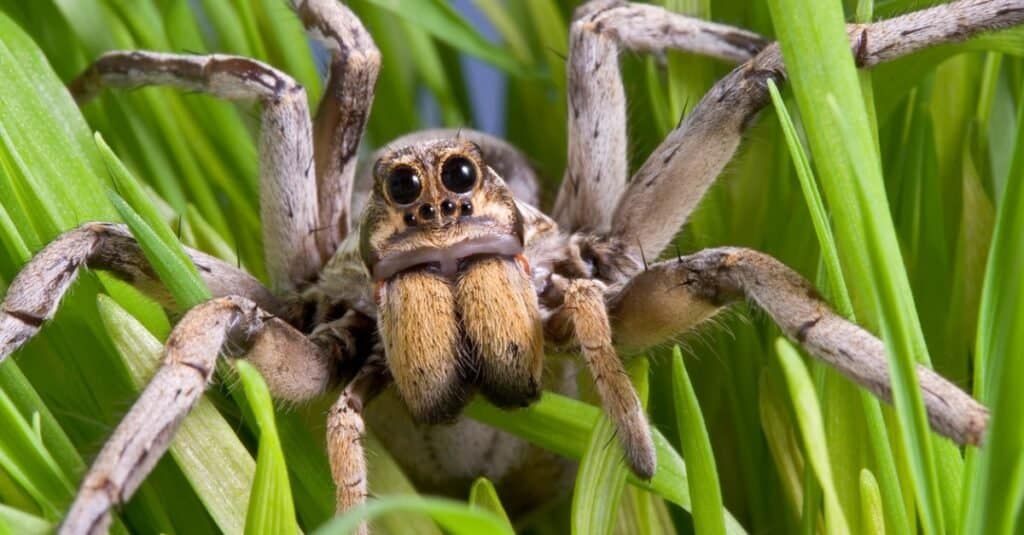 Baby Wolf Spider: Facts & Unbelievable Pictures! - AZ Animals