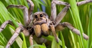 3 Biggest Spiders in Connecticut photo