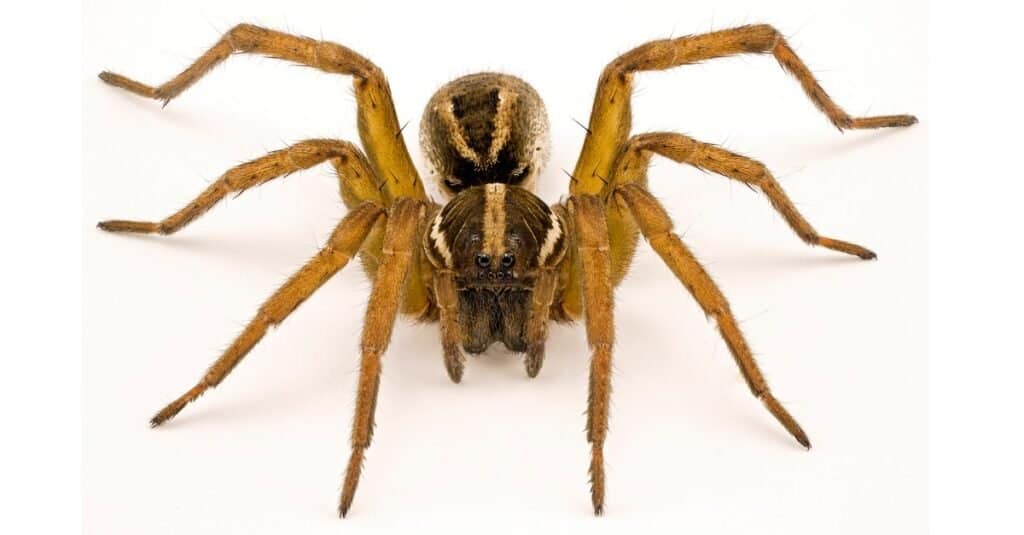 What Do Wolf Spiders Eat?