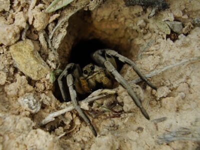 A Discover The Top Five Largest, Most Dangerous Spiders In New Mexico This Summer!