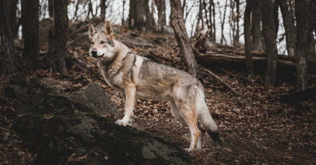 wolfdog standing on rock in woods