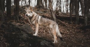The 200+ Best Native American Dog Names Picture