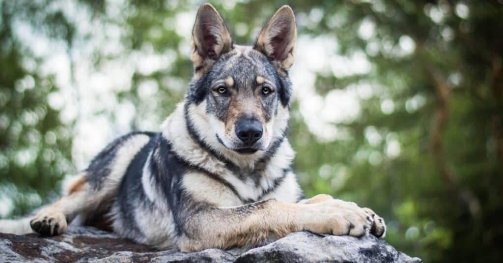 beautiful wolfdog laying on top of a rock