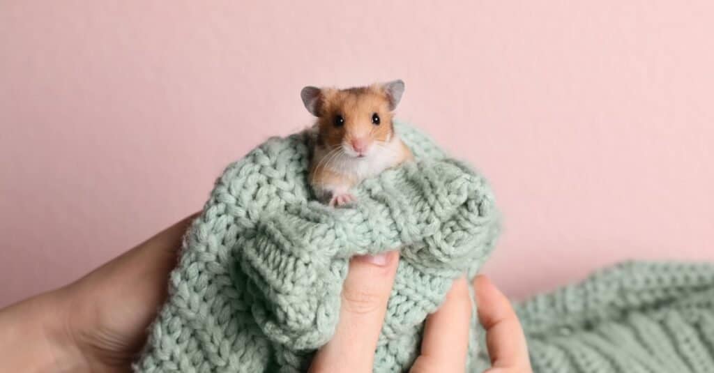 baby hamster portrait