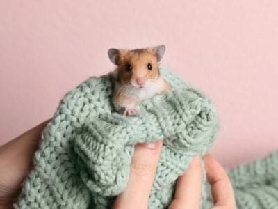 A Keeping Pet Hamsters: Feeding, Care, Cost, and More