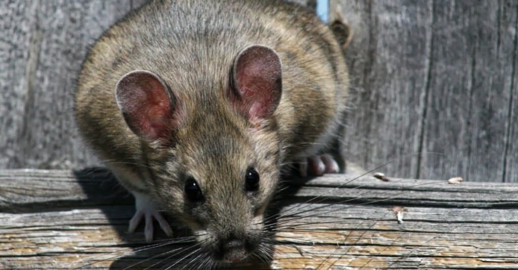 woodrat