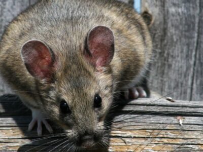 A Woodrat