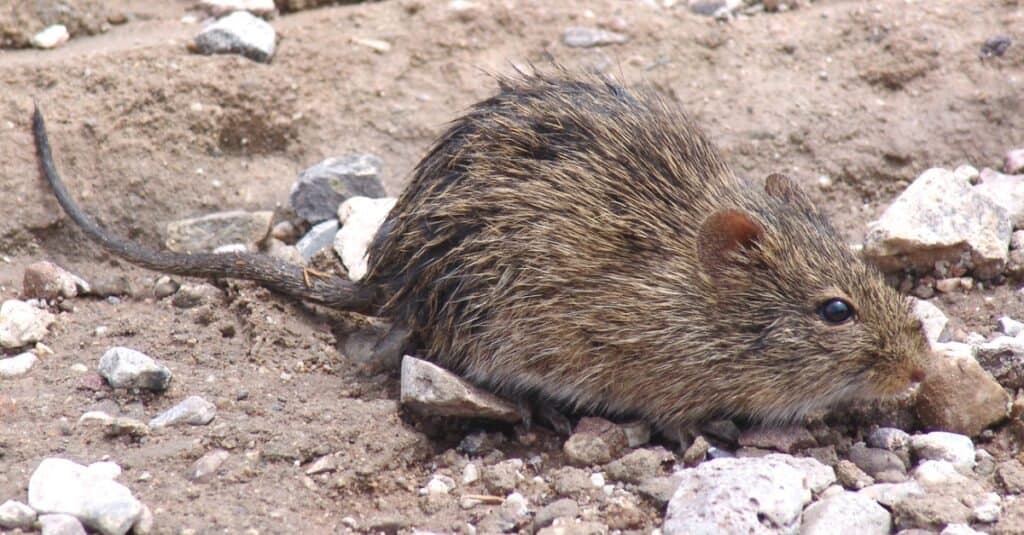 woodrat on rocks