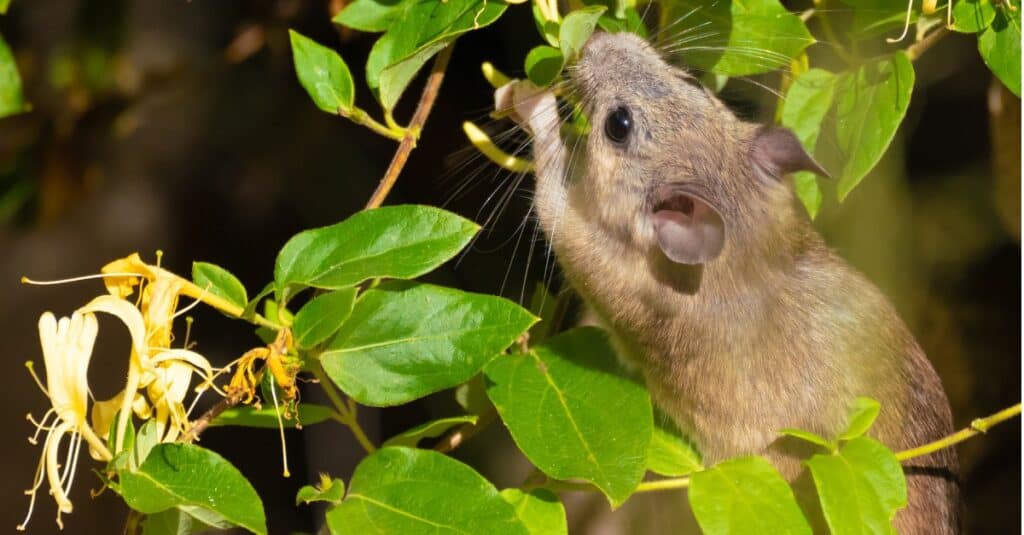 woodrat eating leaf