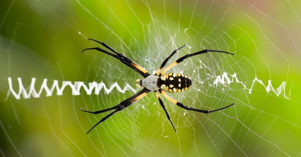 écriture araignée dans le web