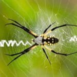Black and yellow garden spider