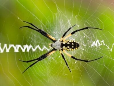 Writing Spider Picture