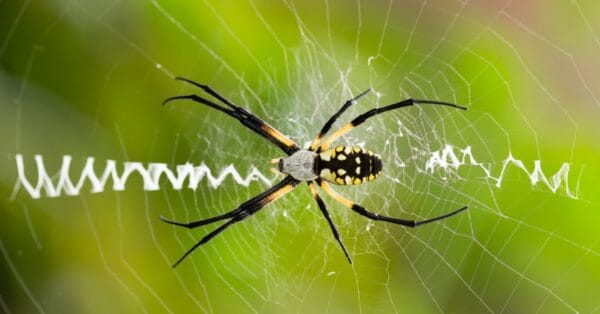 Joro Spider vs Writing Spider - A-Z Animals