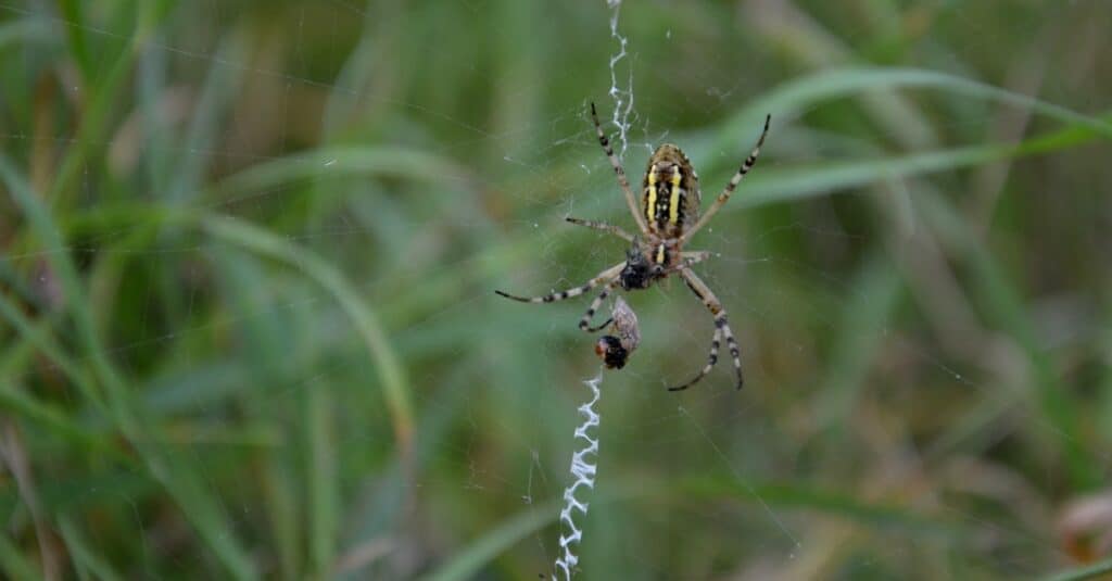 writing spider spinning web