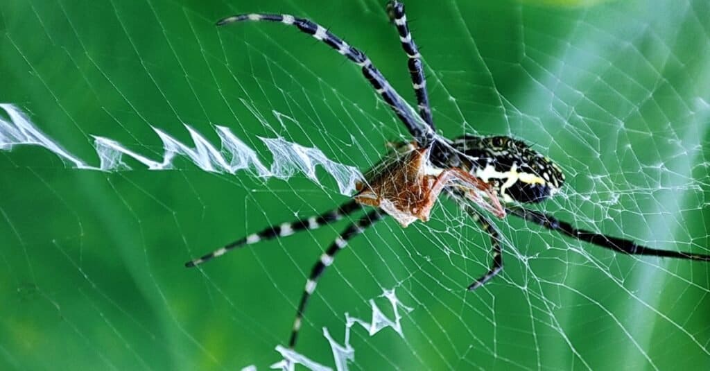 writing spider spinning web