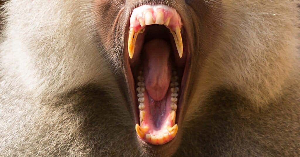 olive baboon teeth