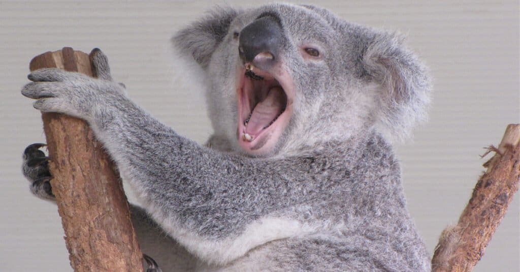 Koala Teeth - Koala Yawning