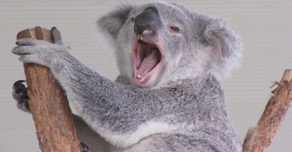 Top 10 facts about Koalas